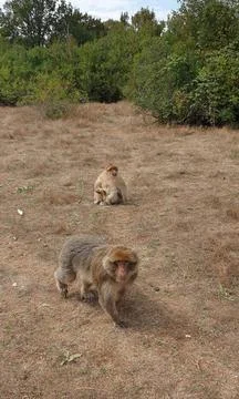 Macaques at the Rocamadour Monkey Forest 스톡 사진