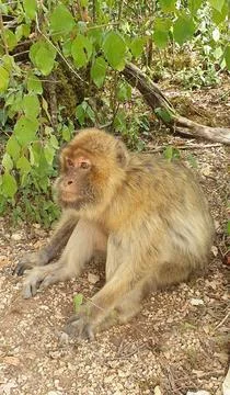 Macaques at the Rocamadour Monkey Forest Stock Photos