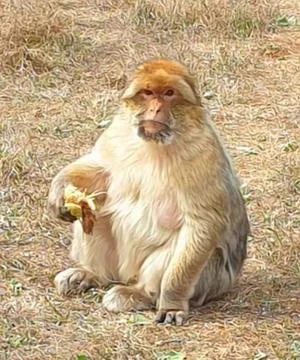 Macaques at the Rocamadour Monkey Forest Stock Photos