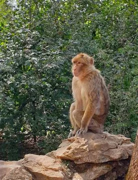 Macaques at the Rocamadour Monkey Forest 스톡 사진
