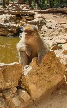 Macaques at the Rocamadour Monkey Forest Stock Photos