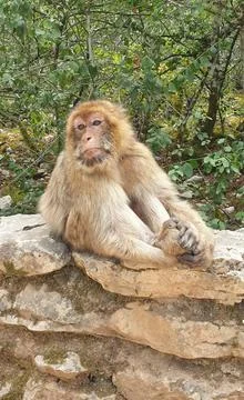 Macaques at the Rocamadour Monkey Forest Stock Photos