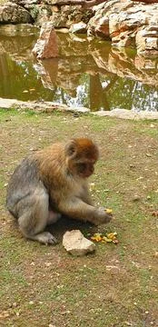 Macaques at the Rocamadour Monkey Forest Stock Photos