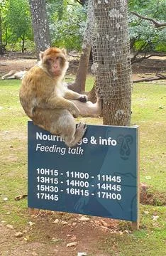 Macaques at the Rocamadour Monkey Forest Stock Photos