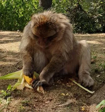 Macaques at the Rocamadour Monkey Forest Stock Photos