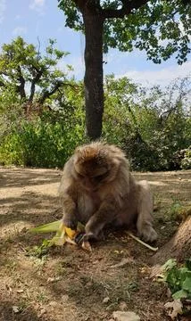 Macaques at the Rocamadour Monkey Forest Stock Photos