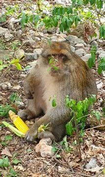Macaques at the Rocamadour Monkey Forest 스톡 사진