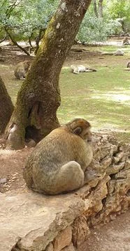 Macaques at the Rocamadour Monkey Forest Stock Photos
