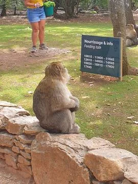 Macaques at the Rocamadour Monkey Forest Stock Photos