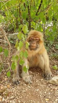 Macaques at the Rocamadour Monkey Forest Stock Photos