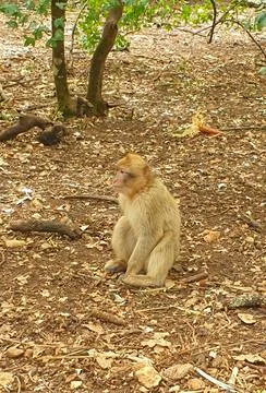Macaques at the Rocamadour Monkey Forest Stock Photos