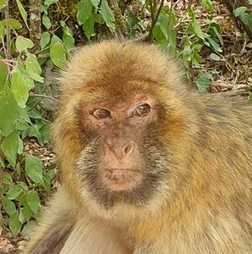 Macaques at the Rocamadour Monkey Forest Stock Photos