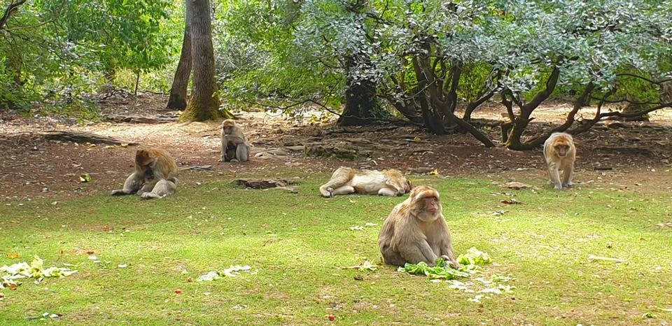 Macaques at the Rocamadour Monkey Forest Stock Photos