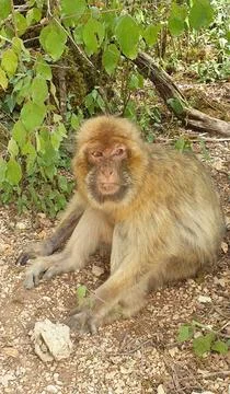 Macaques at the Rocamadour Monkey Forest Stock Photos