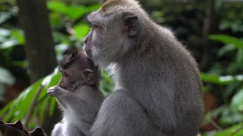 Macaques in Sacred Monkey Forest, Ubud, Indonesia Stock Footage