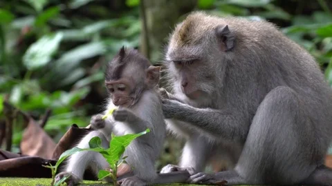 Macaques in Sacred Monkey Forest, Ubud, Indonesia Stock Footage