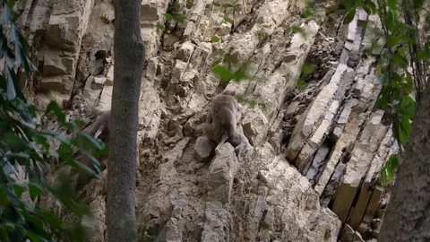 Macaques scale the edge of a cliff in the Jungle Video stock 74290827