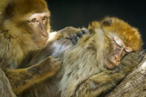 Macaques on a Tree Stock Photos
