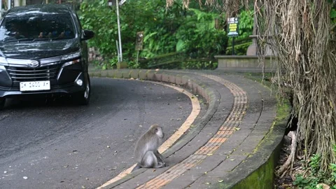 Macaques watch traffic on rainy Ubud road Vidéo 339084954
