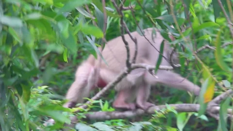 Macaques were introduced to Vietnam Stock Footage 317711936