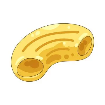 Macaroni Stock Illustration