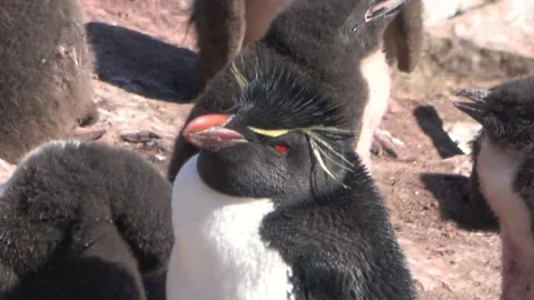 Macaroni penguin close-up looking in colony, Falkland Islands, 4K Vídeos de archivo 332327602