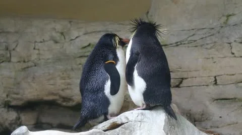 Macaroni penguin Stock Footage