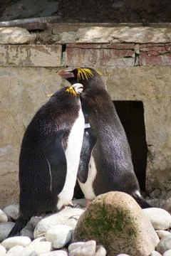 Macaroni Penguin Stock Photos