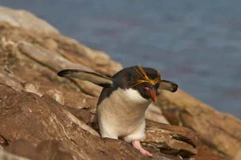 Macaroni Penguin Stock Photos