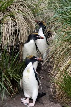 Macaroni penguins on path through tussock grass Stock Photos
