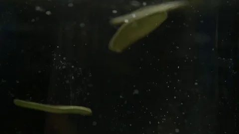 Macarons Stock Footage 81299765