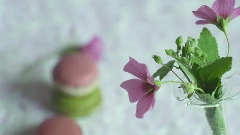 Macaroon Stock Photos