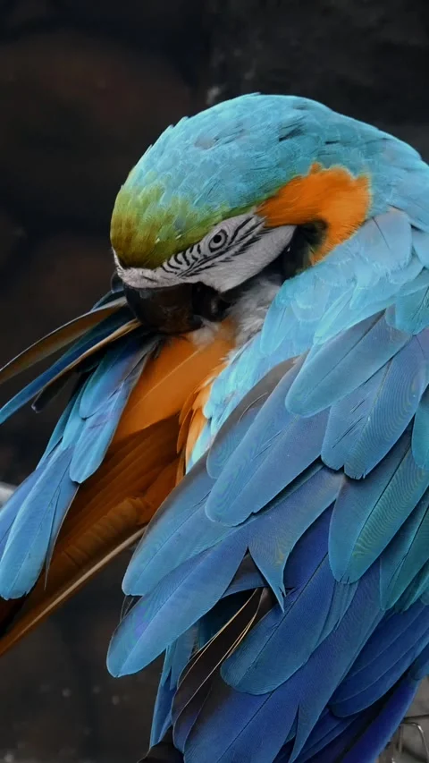 Macau bird in the zoo. Vidéo 277451245