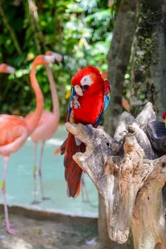 Macau parrot Stock Photos