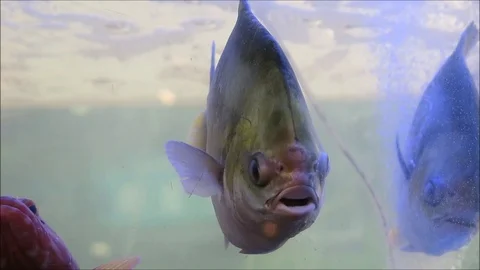 MacauAquarium02 Stock Footage 126911087