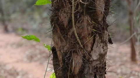 Macauba palm tree trunk with thorns Stock Footage 247923762