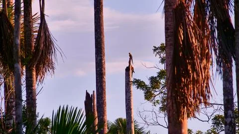 Macaw in Amazon Stock Photos