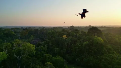 Macaw Ara blue red parrots flying around at sunrise in the jungle 動画素材 252936243