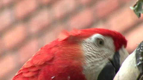 Macaw bird eats Stock Footage 909591