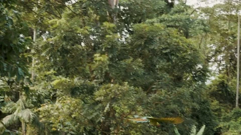 Macaw Bird Flying Low Surrounded With Green Forest. tracking shot Stock Footage 156427383