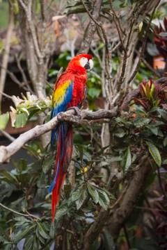 Macaw bird full length image sitting in a tree Stock Photos
