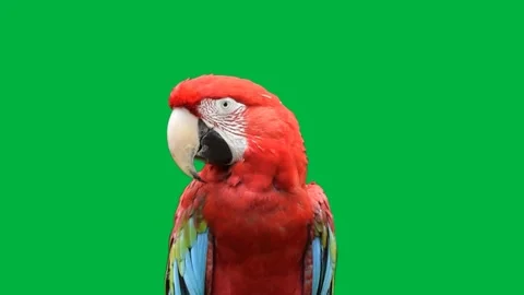 Macaw bird Greenscreen 47 Stock-Footage 198588956
