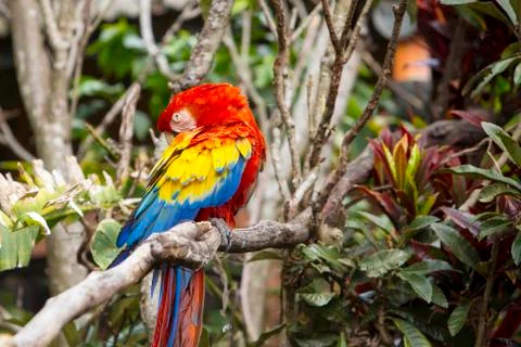 Macaw bird grooming itself while sitting in a tree Stock Photos