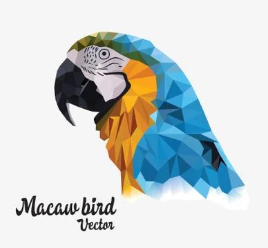 Macaw bird Stock Illustration