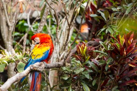 Macaw bird in the jungle preening while sitting in a tree Stock Photos