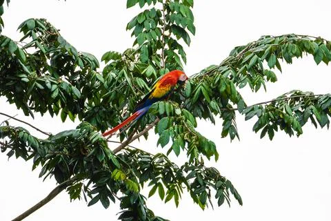 Macaw bird perched on a tree Stock Photos