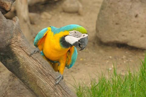 Macaw bird. Foto stock