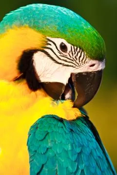 Macaw bird Stock Photos
