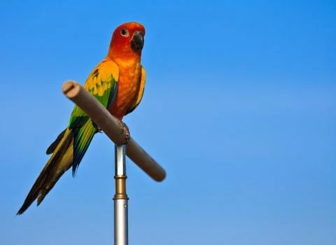 Macaw bird Stock Photos