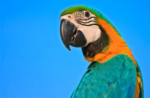 Macaw bird Stock Photos